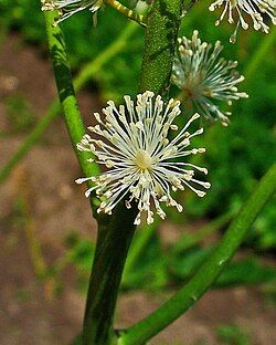 PLANTA ACTAEA RACEMOSA
